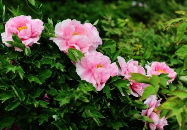 首次發(fā)布！河南曬出生態(tài)產(chǎn)品“家底”