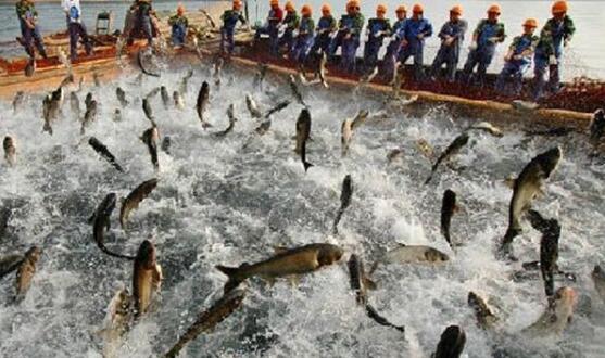 黑龍江冷水漁業(yè)發(fā)展四方面實(shí)現(xiàn)新突破