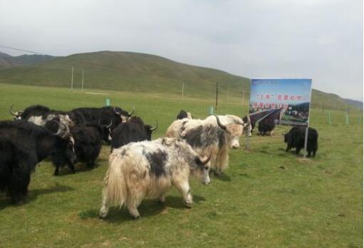 青海省玉樹市榮獲“中國(guó)牦牛之都”稱號(hào)