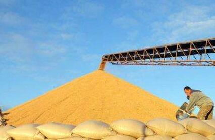 優(yōu)質(zhì)優(yōu)價(jià)、豐收增收，成為全國(guó)夏糧收購(gòu)的亮點(diǎn)