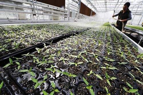 助力夯實(shí)“三農(nóng)”壓艙石——我國農(nóng)業(yè)科技創(chuàng)新發(fā)展綜述