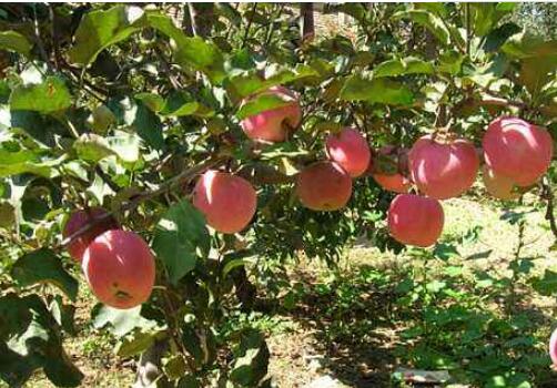 我國(guó)科研人員研發(fā)出蘋(píng)果產(chǎn)地溯源新技術(shù)