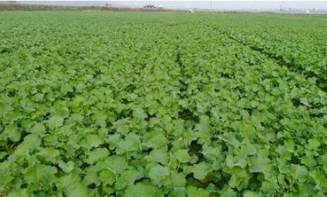 農(nóng)業(yè)農(nóng)村部持續(xù)推進(jìn)小麥油菜落面積強(qiáng)田管促壯苗指導(dǎo)服務(wù)