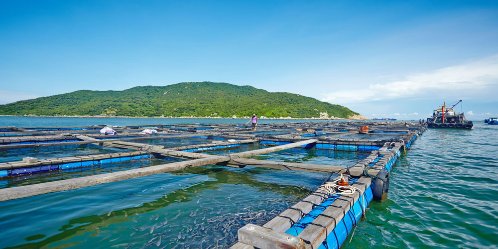 海洋經(jīng)濟(jì)驅(qū)動(dòng)內(nèi)需增長(zhǎng) 深?？萍假x能產(chǎn)業(yè)發(fā)展