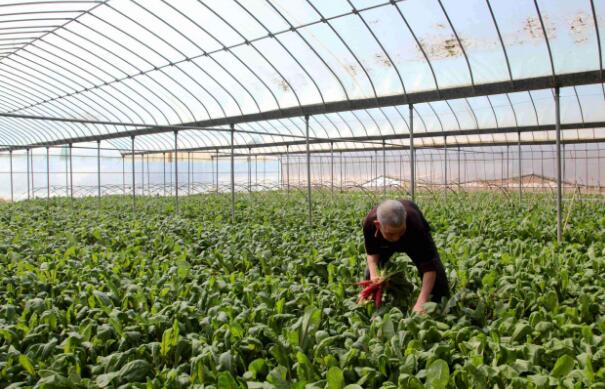 各地開足馬力保障春節(jié)期間“菜籃子”供應(yīng) 讓民眾安安心心過大年