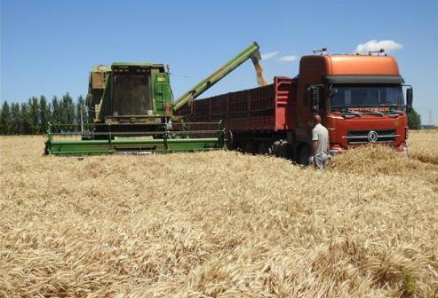 今年全國夏糧實現(xiàn)豐收 總產量達2923億斤