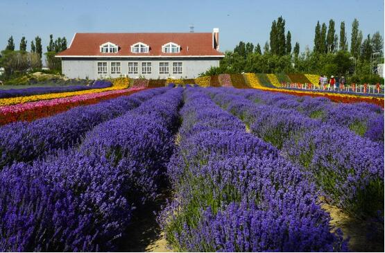 穩(wěn)定復蘇后，旅游市場發(fā)生何種變化