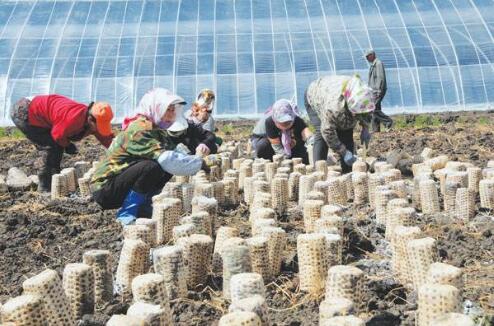河南新鄉(xiāng)再添農(nóng)業(yè)“芯片” 食用菌新品種授權數(shù)量全國第一