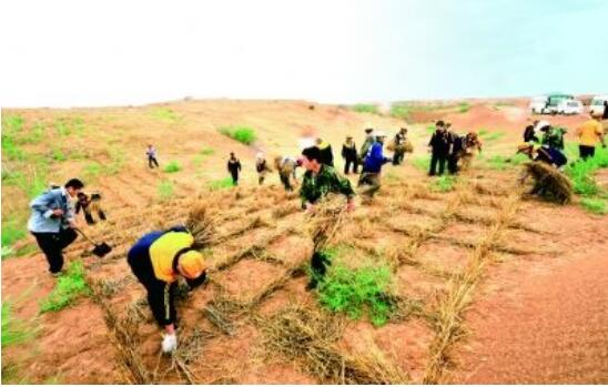 縛黃沙，著綠裳，誰言大漠無春色——我國防沙治沙取得舉世矚目的巨大成就