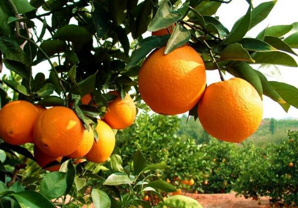 “中國紅橙之鄉(xiāng)”廣東廉江今年紅橙出口拉開序幕