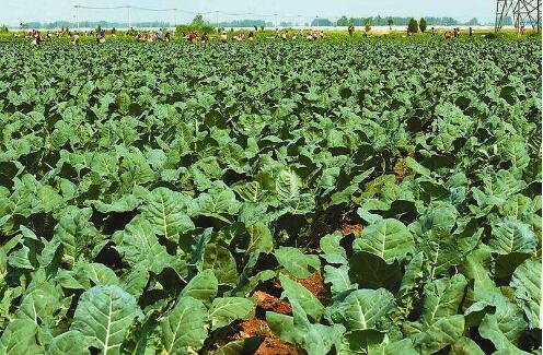 “中國西蘭花之鄉(xiāng)”如何變廢為寶？