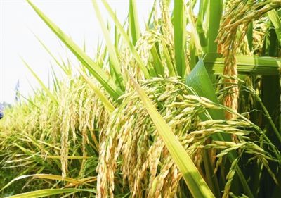 河南全力抗旱保墑 6月以來(lái)累計(jì)引水6.98億立方米