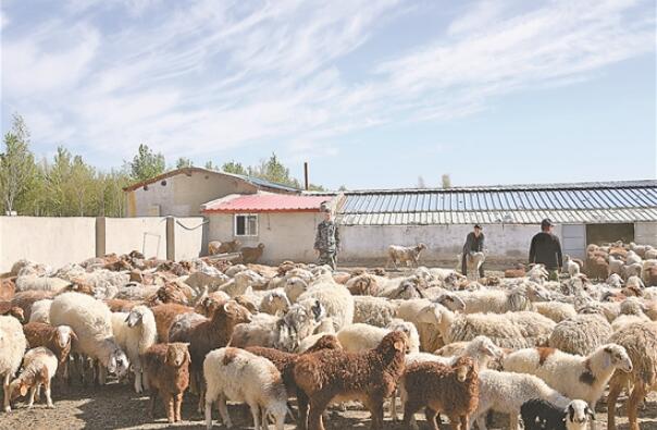 中國(guó)石油：在精準(zhǔn)扶貧攻堅(jiān)中貢獻(xiàn)“石油力量”