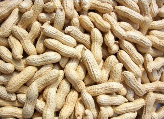 1500億元，我國花生加工業(yè)總產(chǎn)值居世界首位