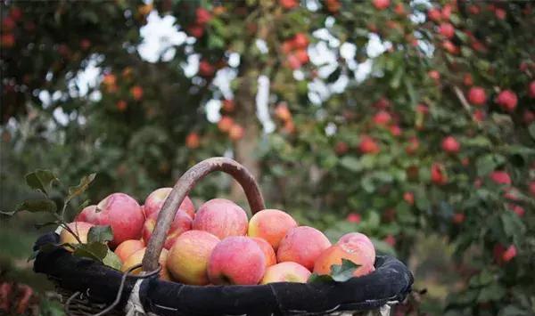 多部門力挺鄉(xiāng)村市場 打造消費(fèi)新增長極
