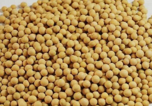 中國大豆育種何處去？