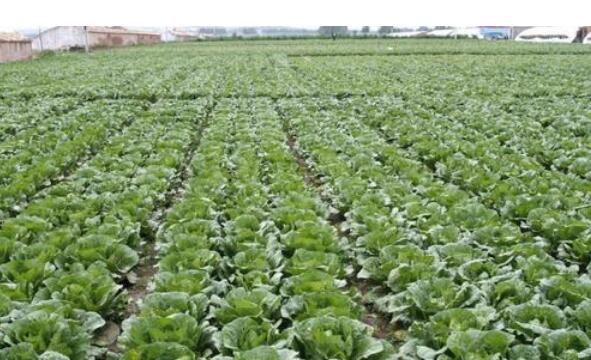 立足生態(tài)優(yōu)勢(shì) 前11個(gè)月福建蔬菜出口10億元