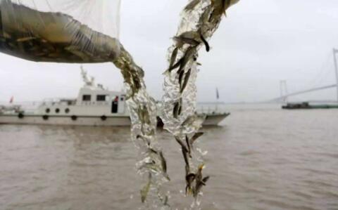 長江十年禁漁取得重要階段性成效