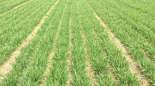 “中原糧倉(cāng)”河南麥播接近尾聲 已播種8116萬(wàn)畝