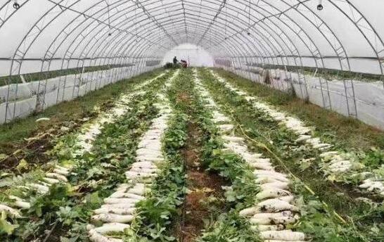 “添衣”保暖、補(bǔ)充“營養(yǎng)”……各地多舉措保障蔬菜生產(chǎn)供應(yīng)