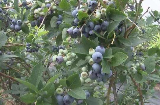 從“季拋果”到“全年銷” 藍(lán)莓產(chǎn)業(yè)快步走向精深加工