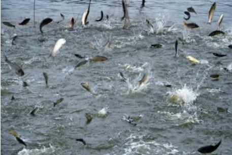 四川已建立水產(chǎn)種質(zhì)資源保護(hù)區(qū)40個(gè)