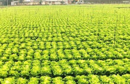 福建春糧生產(chǎn)實(shí)現(xiàn)“三增長”