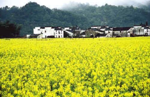 江西婺源：1000萬元?？钪穆脴I(yè)“疫”后重生