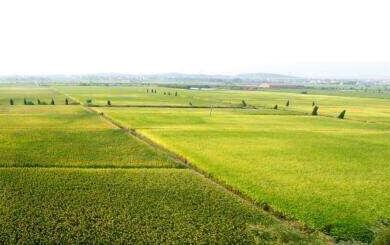 農(nóng)業(yè)農(nóng)村部分區(qū)域分災(zāi)種分作物制定34條防災(zāi)減災(zāi)救災(zāi)措施保秋糧豐收