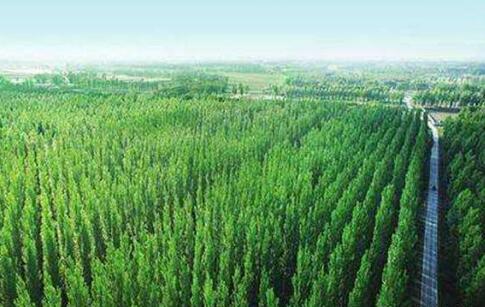 2023年我國完成造林種草改良面積達(dá)1.25億畝