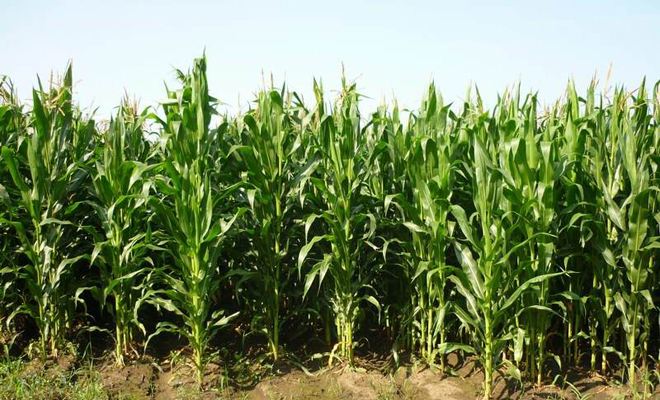 “松山模式”推動(dòng)玉米種業(yè)高質(zhì)量發(fā)展