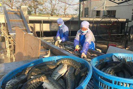 后疫情時代 水產(chǎn)業(yè)將迎來變革