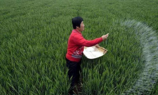 2025年我國(guó)三大糧食作物化肥利用率達(dá)43.3%