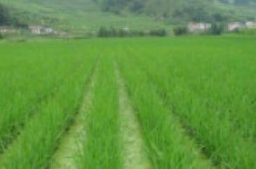 農(nóng)業(yè)農(nóng)村部登記推出特色農(nóng)作物新品種1048個(gè)