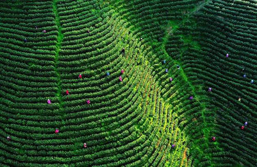 春茶、杜鵑、美食，五一節(jié)不得不去丹寨的三個(gè)理由