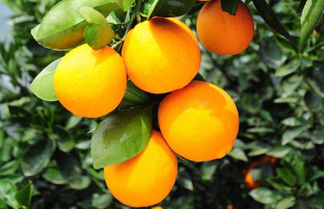 又一個(gè)網(wǎng)購(gòu)節(jié)要來了！已有109家平臺(tái)安排上了