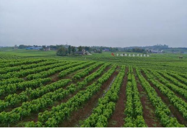 陜西：8個現(xiàn)代農(nóng)業(yè)產(chǎn)業(yè)鏈產(chǎn)值達(dá)6123億元