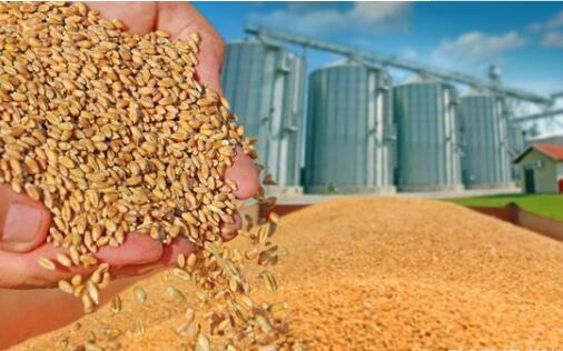 亮亮百姓“糧倉(cāng)家底”——專訪國(guó)家糧食和物資儲(chǔ)備局負(fù)責(zé)人