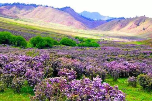 五月的迪慶憑什么成為云南的“顏值擔(dān)當(dāng)”？