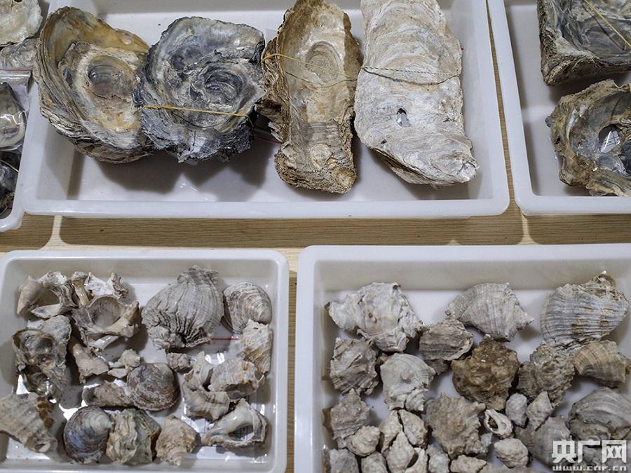 他們是河姆渡人的“祖輩”！8000年前靠海而居