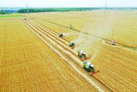 今年夏糧豐收在望！冬小麥主產(chǎn)區(qū)麥?zhǔn)者M(jìn)度已過六成半