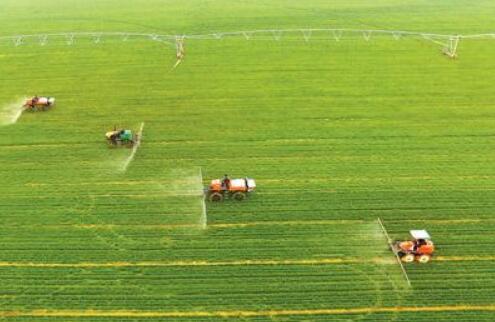 確?！懊状印薄安嘶@子”量足價穩(wěn) 中國多地一片忙碌景象　