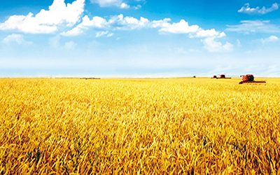 藏糧于地，讓更多農(nóng)田變良田