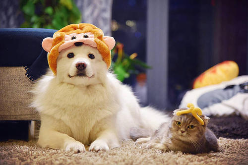 “寵物友好”撬動“大產(chǎn)業(yè)” “土”特產(chǎn)蓬勃發(fā)展“出海”忙