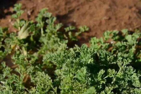 全國唯一“中國中醫(yī)之鄉(xiāng)”稱號花落鄧州