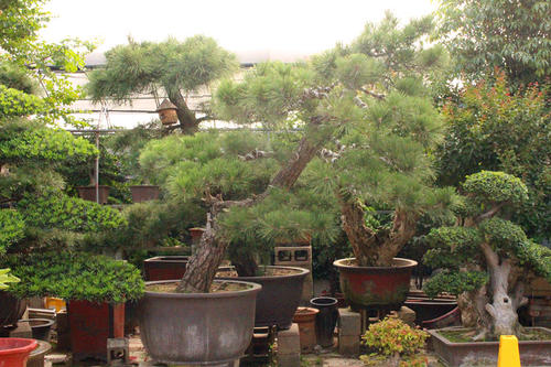 江蘇:小小花木盆景 致富一個(gè)村