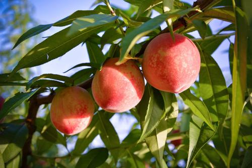 北京市平谷區(qū)：“大桃之鄉(xiāng)”碩果盈枝