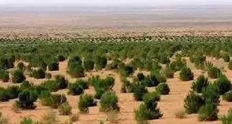 內(nèi)蒙古科右中旗：把準(zhǔn)發(fā)展方向 “楓馬牛”可相及