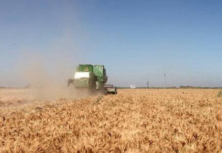 新疆：農(nóng)業(yè)穩(wěn)中向好 糧棉增產(chǎn)豐收