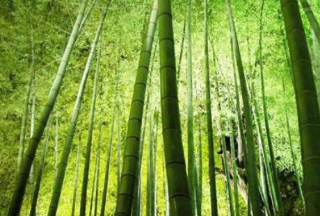 福建省南平市竹科技點